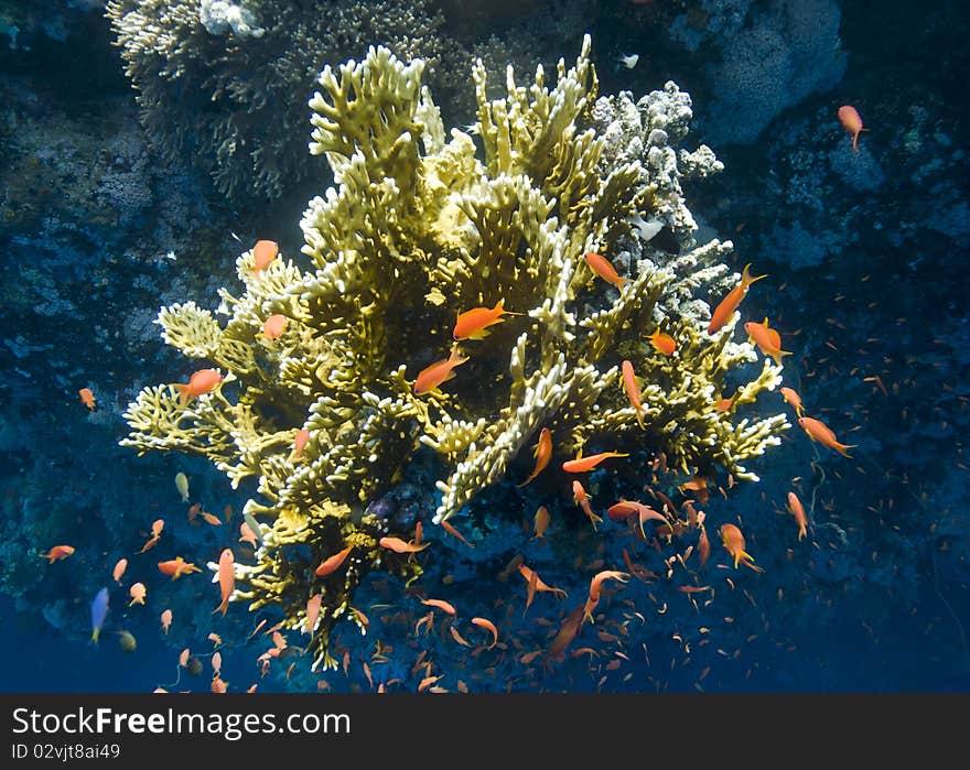 Tropical coral reef buzzing with small fish.