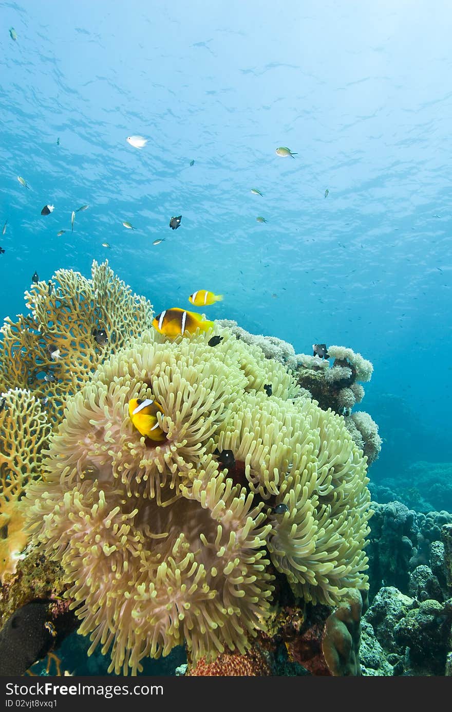 Magnificent anemone (Heteractis magnifica) with clownfishes (Amphiprion bicinctus). Gota Edibia, Southern Red Sea, Egypt. Magnificent anemone (Heteractis magnifica) with clownfishes (Amphiprion bicinctus). Gota Edibia, Southern Red Sea, Egypt.