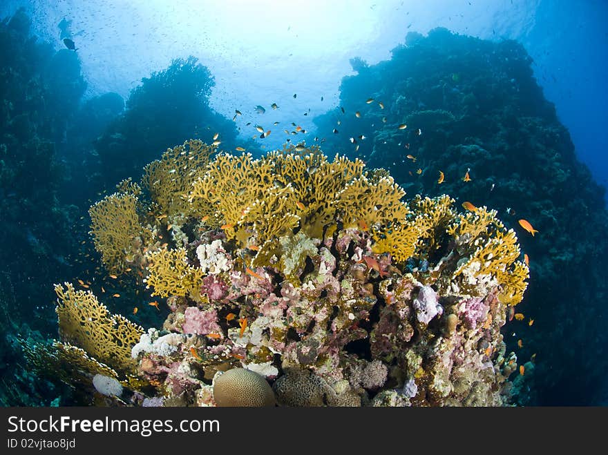 Colorful tropical coral scene in shallow water. Shaab Ohrob, Southern Red Sea, Egypt.