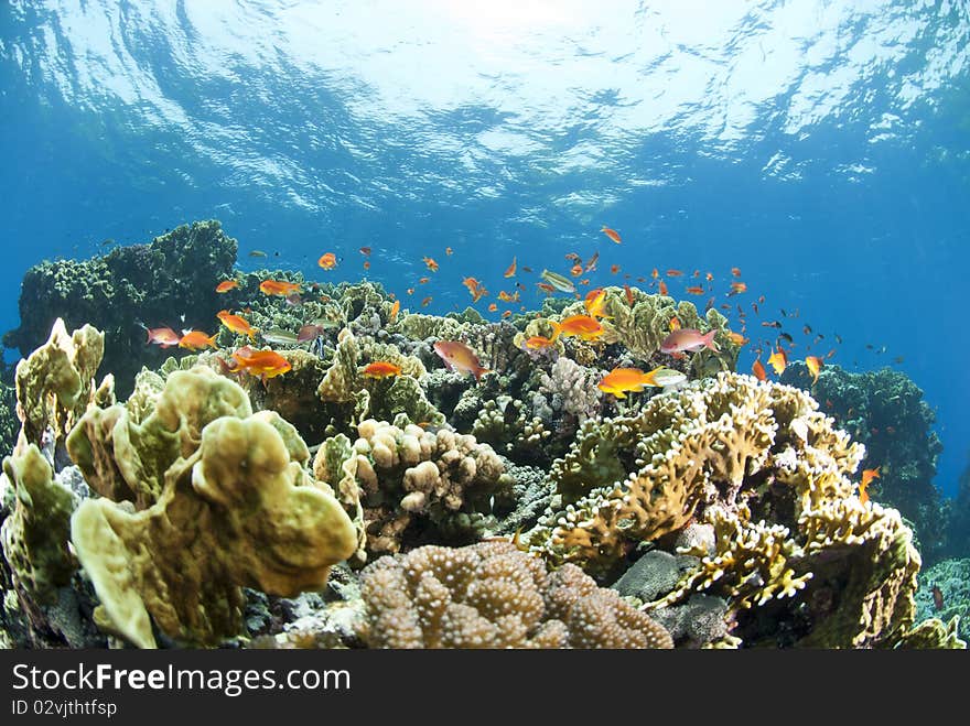 Colorful tropical coral scene in shallow water.