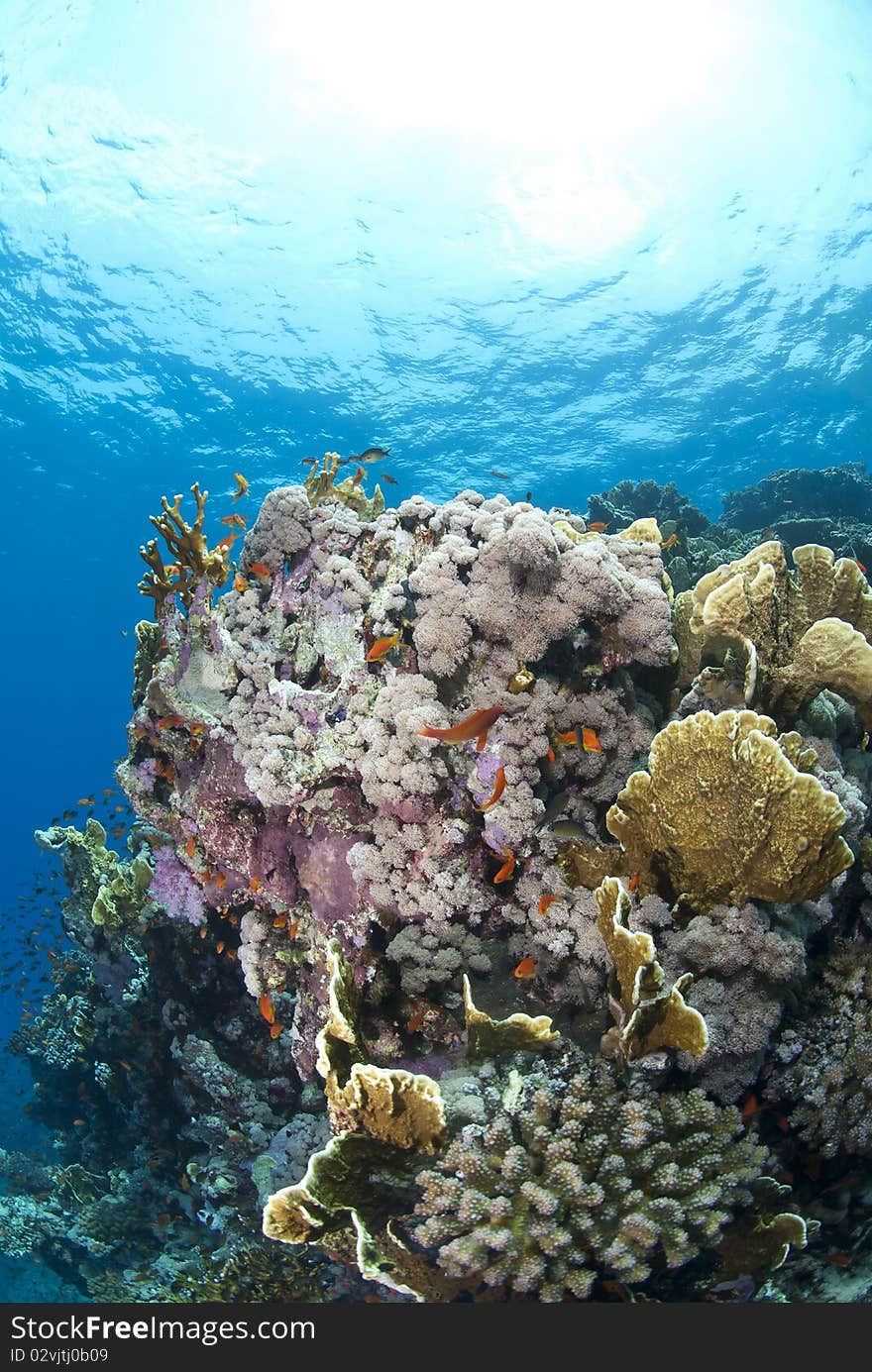 Colorful tropical coral scene in shallow water. Shaab Ohrob, Southern Red Sea, Egypt.