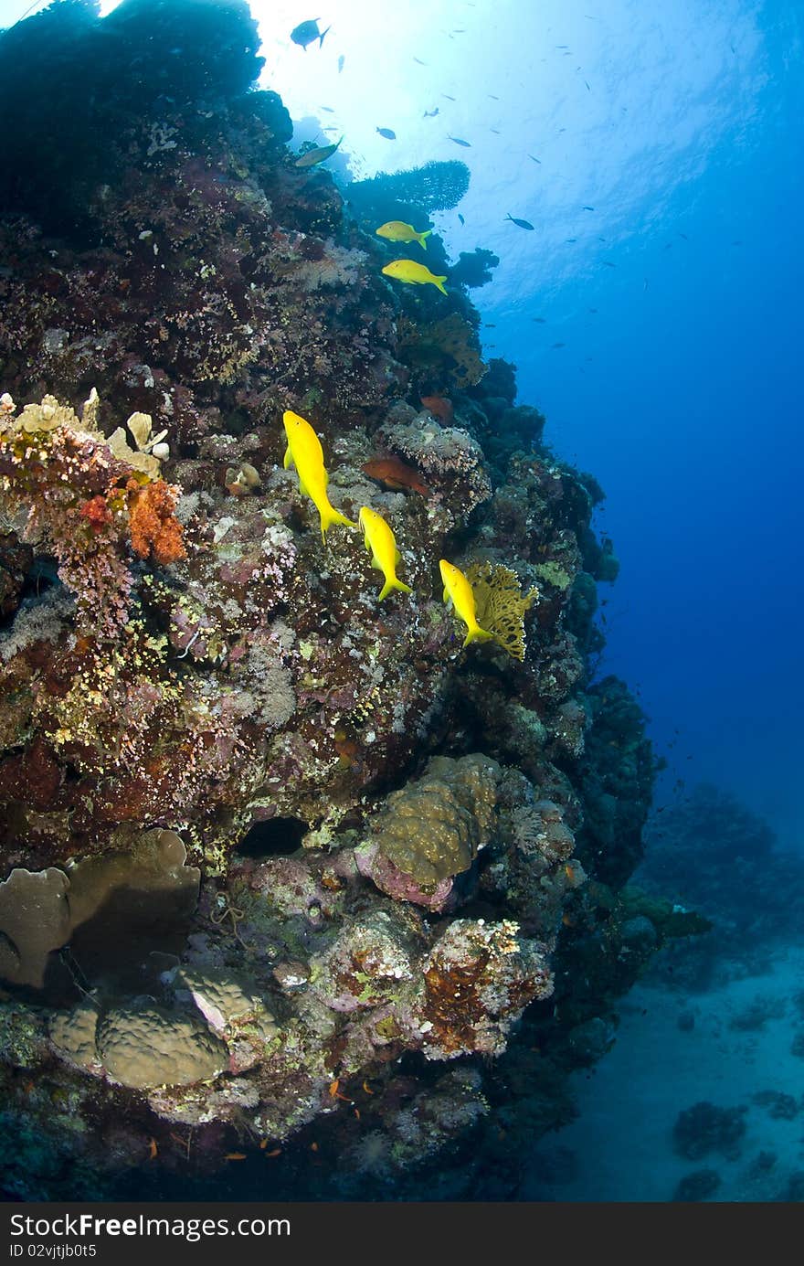 Colorful tropical coral scene with three Yellowsaddle goatfish (Parupeneus cyclostomus) in shallow water. Shaab Ohrob, Southern Red Sea, Egypt. Colorful tropical coral scene with three Yellowsaddle goatfish (Parupeneus cyclostomus) in shallow water. Shaab Ohrob, Southern Red Sea, Egypt.