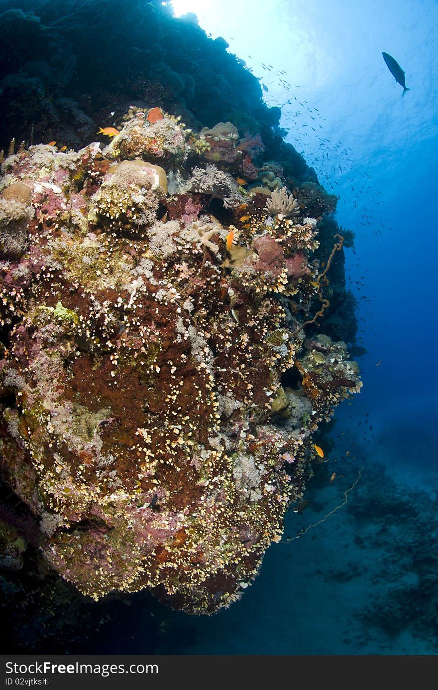 Colorful tropical coral scene in shallow water. Shaab Ohrob, Southern Red Sea, Egypt.