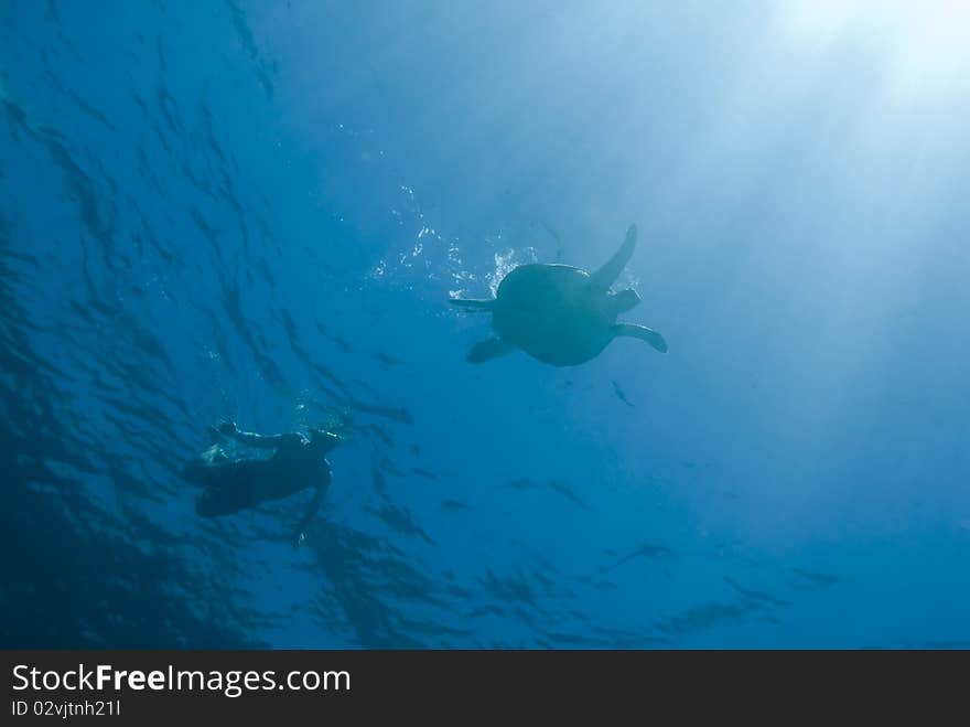 Snorkeller with Green turtle (Chelonia mydas) on the water surface. Naama Bay, Sharm el Sheikh, Red Sea, Egypt. Snorkeller with Green turtle (Chelonia mydas) on the water surface. Naama Bay, Sharm el Sheikh, Red Sea, Egypt.