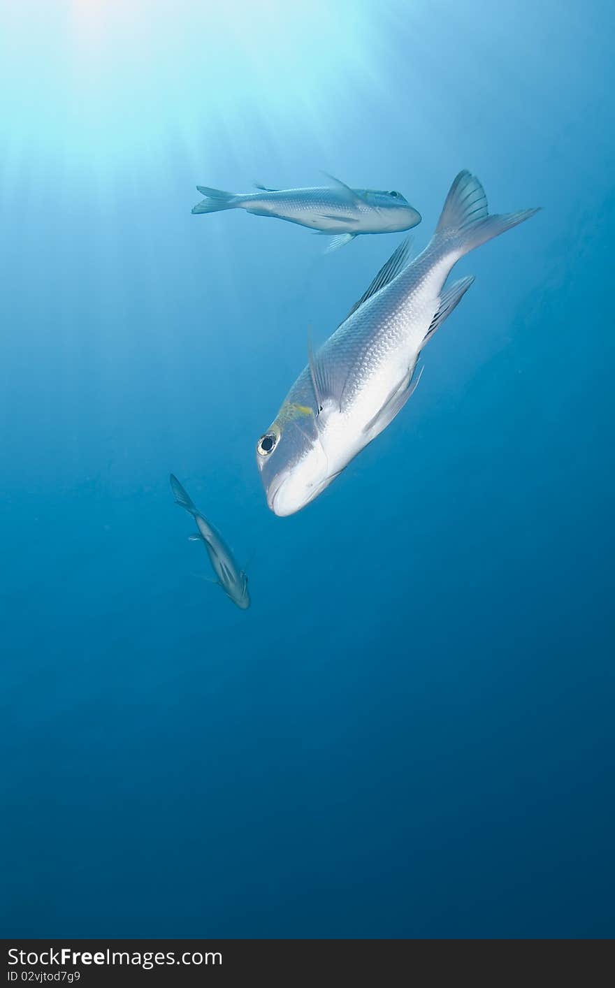 Small school of Bigeye emperorfish.