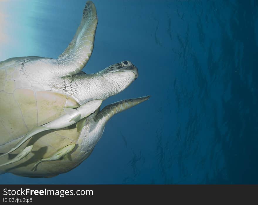 Adult female Green turtle (chelonia mydas), swimming with Striped remora's (echeneis naucrates) attached. Naama Bay, Sharm el Sheikh, Red Sea, Egypt. Adult female Green turtle (chelonia mydas), swimming with Striped remora's (echeneis naucrates) attached. Naama Bay, Sharm el Sheikh, Red Sea, Egypt.