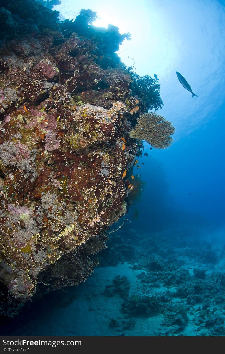 Colorful tropical coral scene in shallow water. Shaab Ohrob, Southern Red Sea, Egypt.