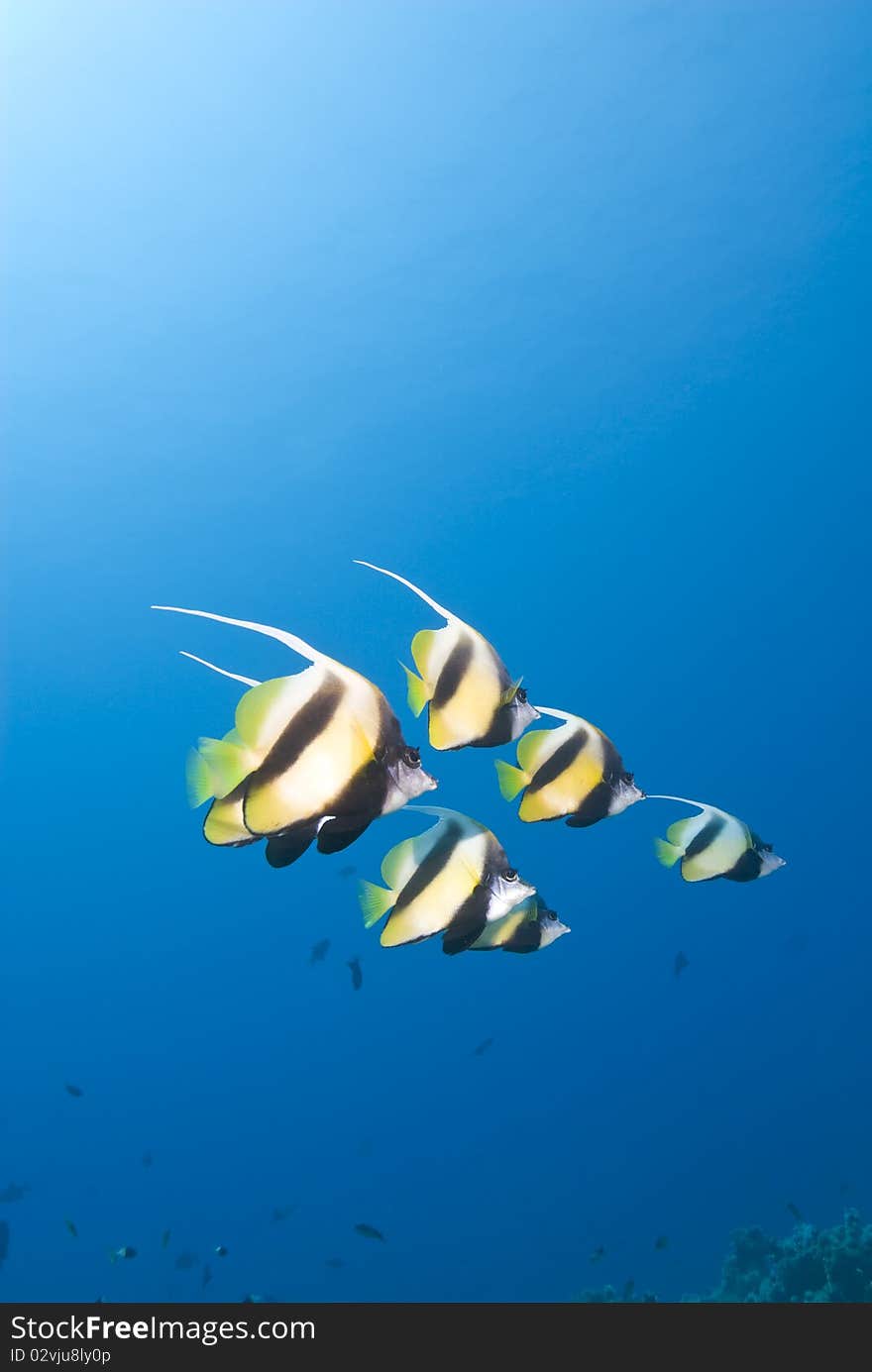 Small school of Red Sea Bannerfish (Heniochus intermedius) against a blue background. Ras Katy, Sharm el Sheikh, Red Sea, Egypt. Small school of Red Sea Bannerfish (Heniochus intermedius) against a blue background. Ras Katy, Sharm el Sheikh, Red Sea, Egypt.