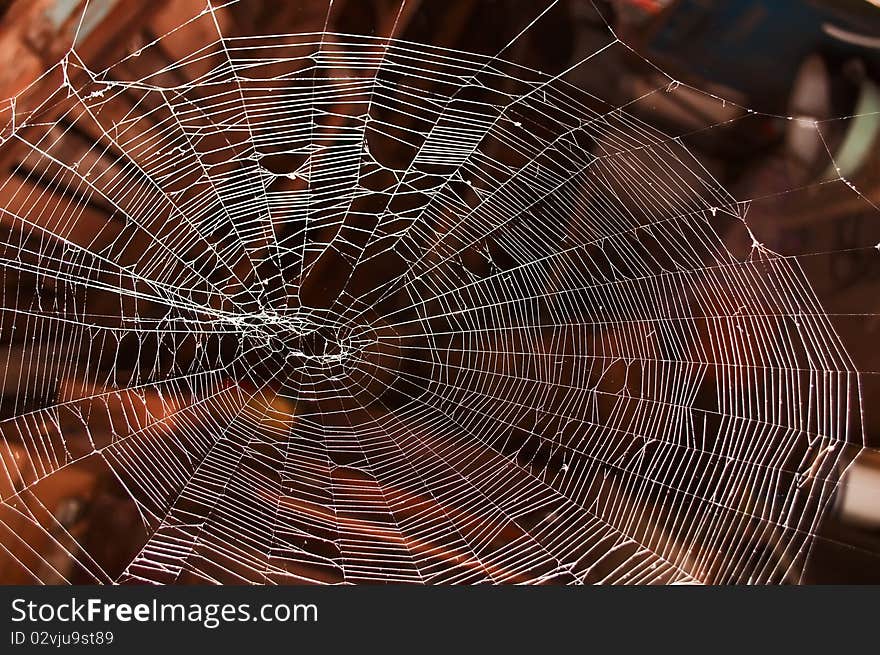 Natural Web illuminated by the setting sun