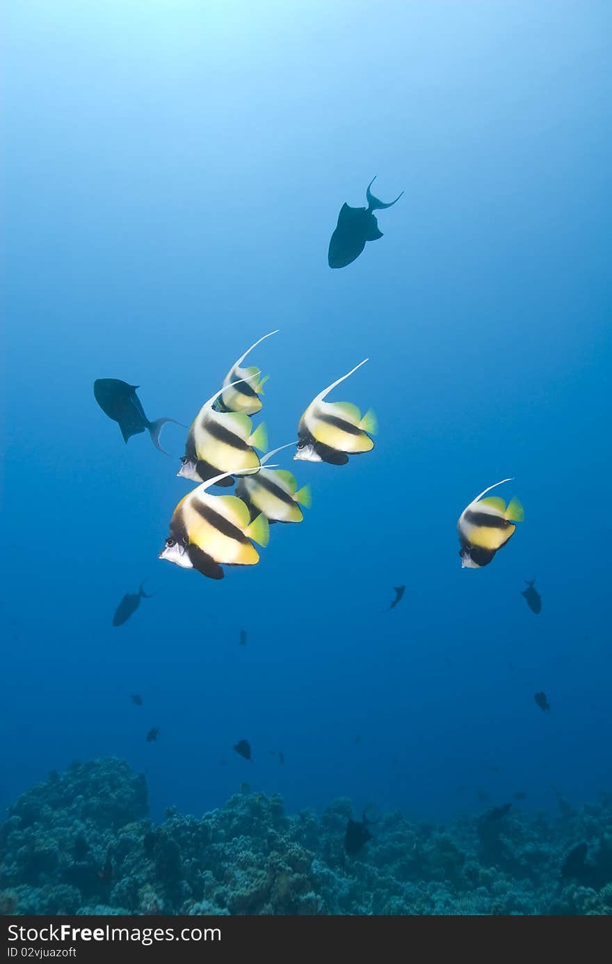 Small school of Red Sea Bannerfish (Heniochus intermedius) and Redtooth triggerfish (Odonus niger) against a blue background. Ras Katy, Sharm el Sheikh, Red Sea, Egypt. Small school of Red Sea Bannerfish (Heniochus intermedius) and Redtooth triggerfish (Odonus niger) against a blue background. Ras Katy, Sharm el Sheikh, Red Sea, Egypt.