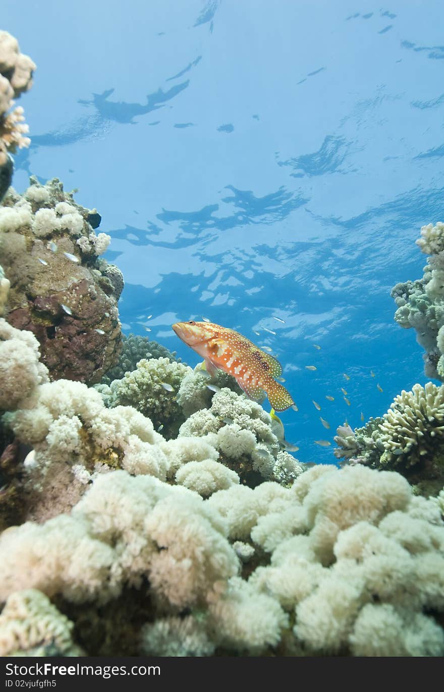 Sixspot grouper (Cephalopholis sexmaculata) on a tropical coral reef. Ras katy, Sharm el Sheikh, Red Sea, Egypt. Sixspot grouper (Cephalopholis sexmaculata) on a tropical coral reef. Ras katy, Sharm el Sheikh, Red Sea, Egypt.