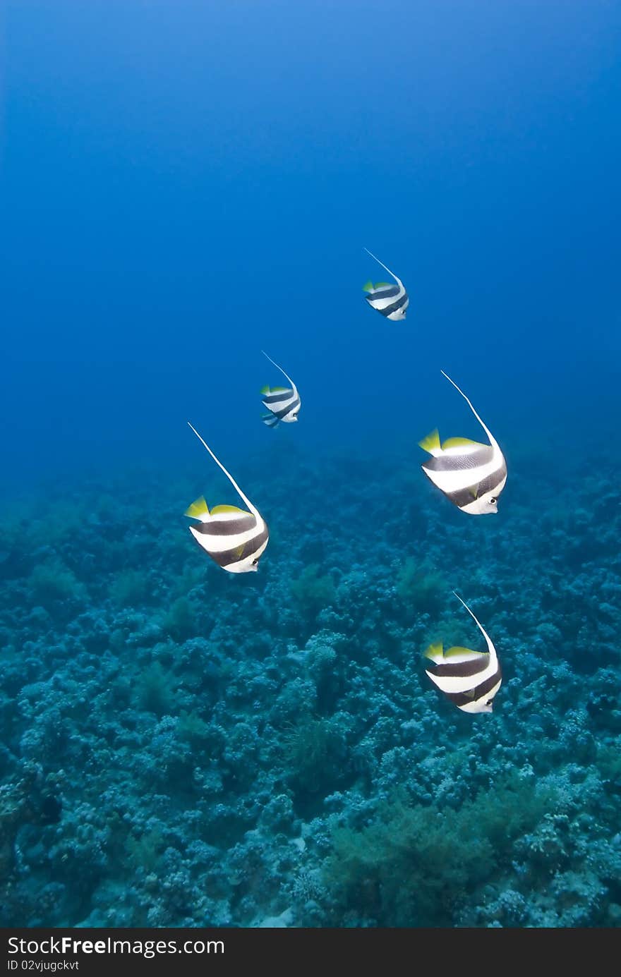 Small group of Schooling bannerfish (Heniochus diphreutes). Temple, Sharm el Sheikh, Red Sea, Egypt. Small group of Schooling bannerfish (Heniochus diphreutes). Temple, Sharm el Sheikh, Red Sea, Egypt.