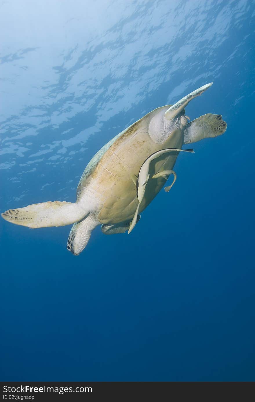 Adult Female Green Turtle Swimming.