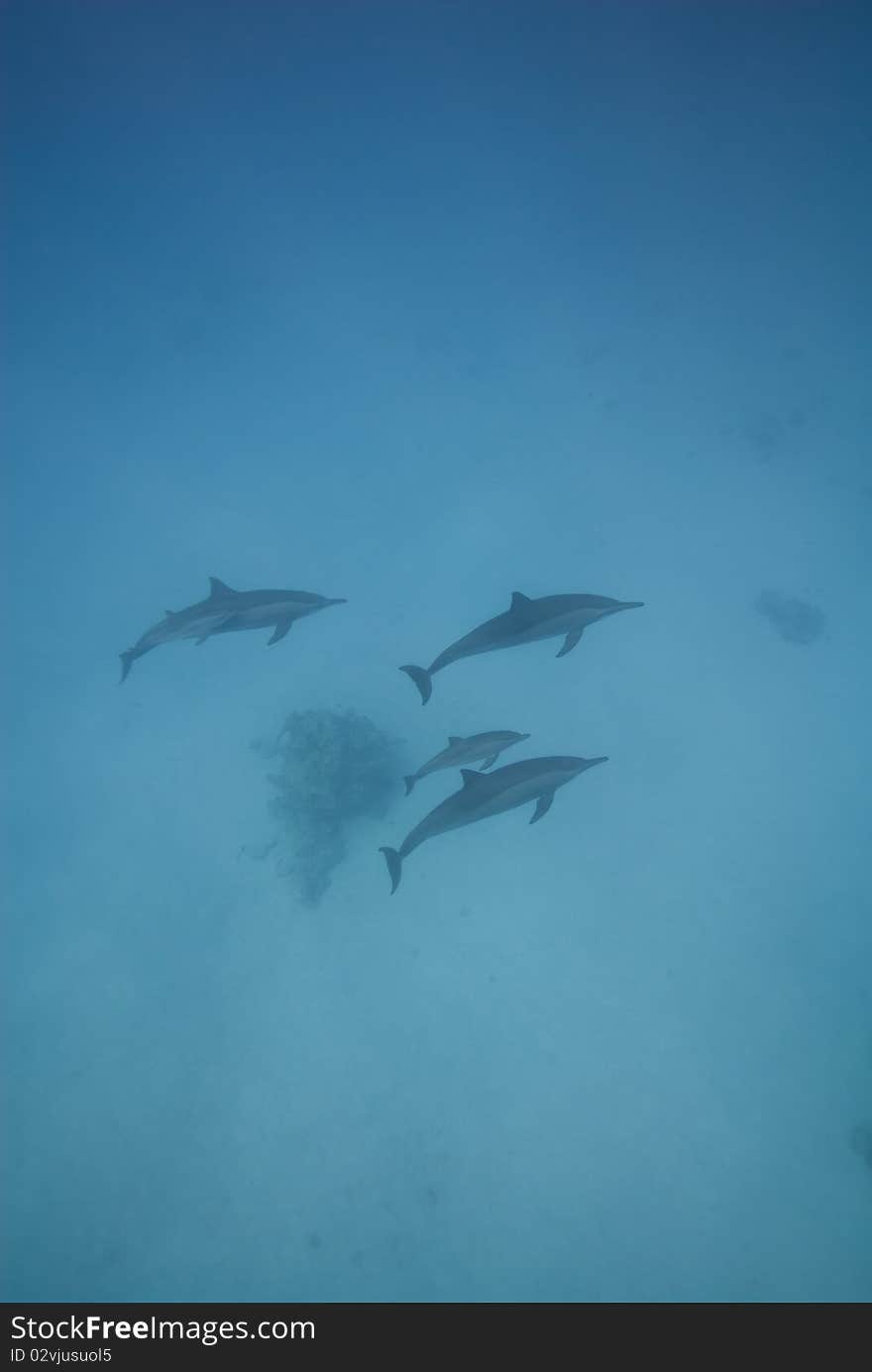 Swimming wild 
Spinner dolphins (Stenella longirostris). Sataya, Southern Red Sea, Egypt. Swimming wild 
Spinner dolphins (Stenella longirostris). Sataya, Southern Red Sea, Egypt.