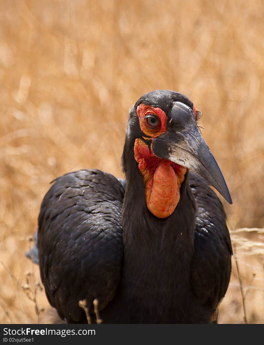 A close-up of the eyes of the Southern Ground-hornbill showing his amazing eye-lashes and pale eyes. A close-up of the eyes of the Southern Ground-hornbill showing his amazing eye-lashes and pale eyes.