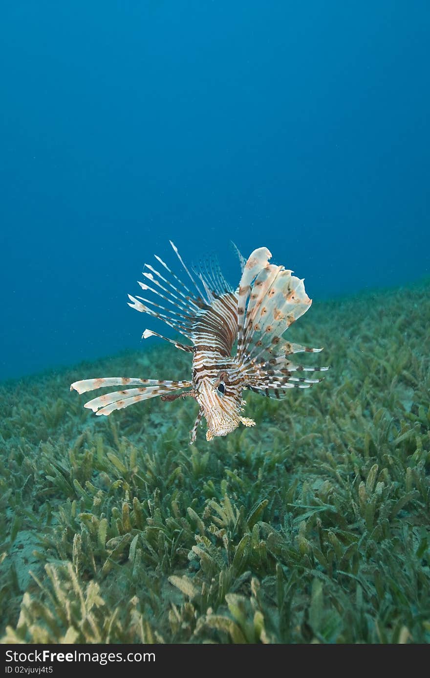 Common Lionfish Hovering Close To The Seabed.