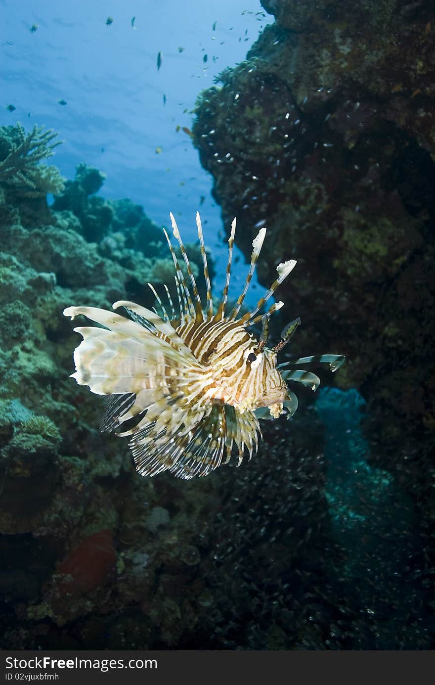 Tropical Common lionfish.