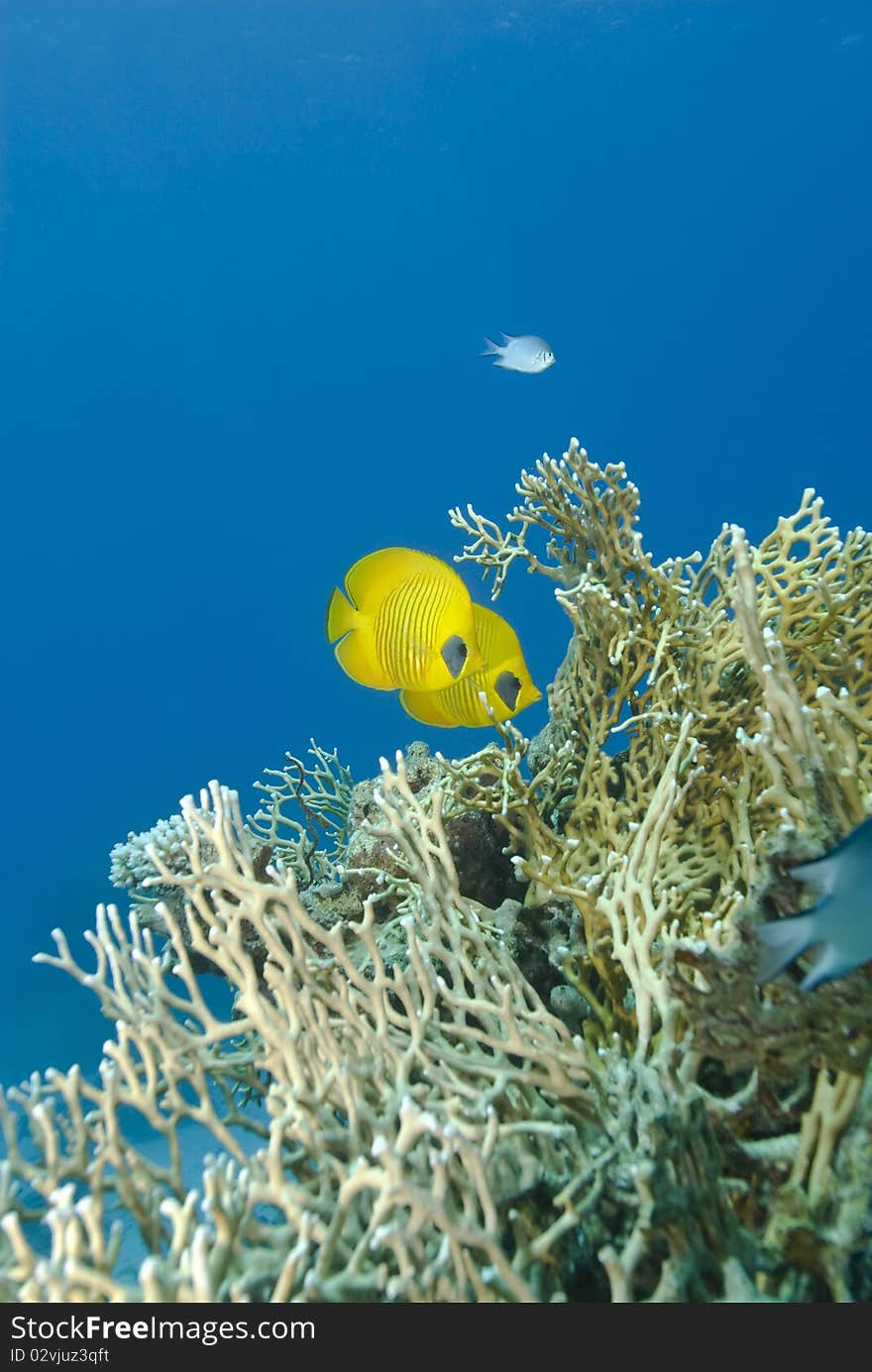 A couple of tropical Masked Butterflyfish.