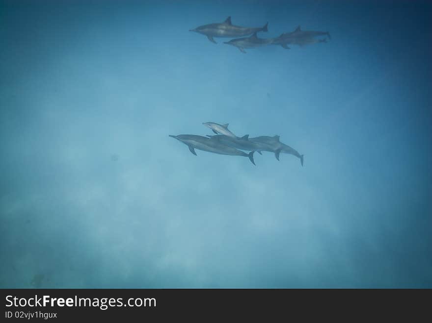 Schooling Spinner dolphins (Stenella longirostris). Sataya, Southern Red Sea, Egypt. Schooling Spinner dolphins (Stenella longirostris). Sataya, Southern Red Sea, Egypt.