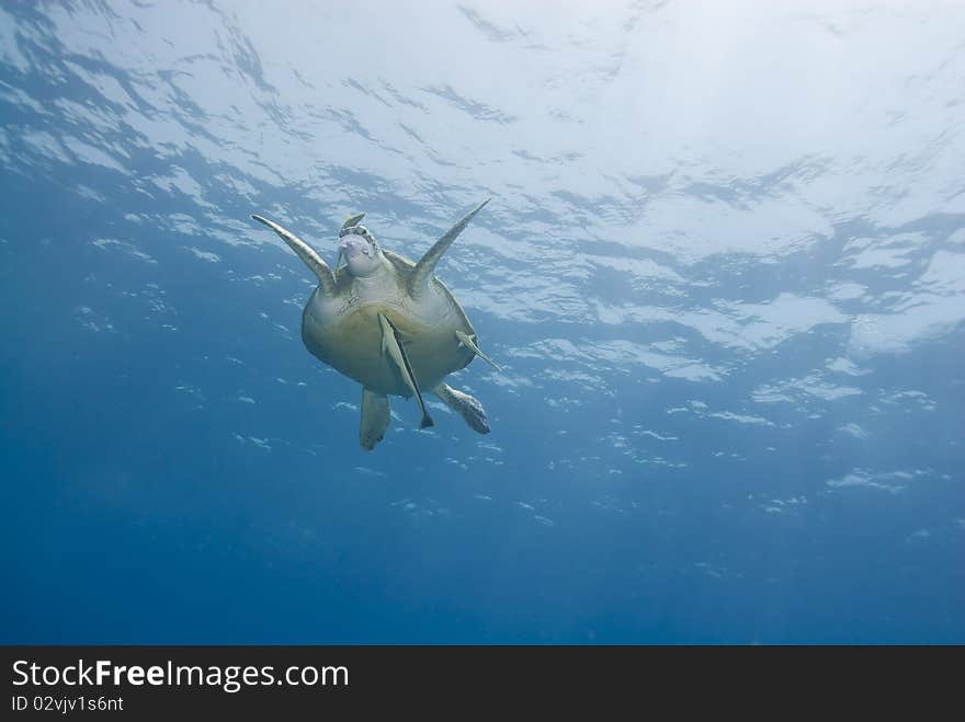 Adult  female Green turtle feeding.