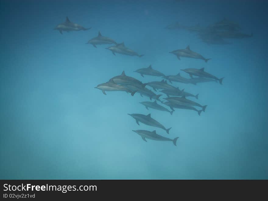 Schooling Wild Spinner Dolphins.