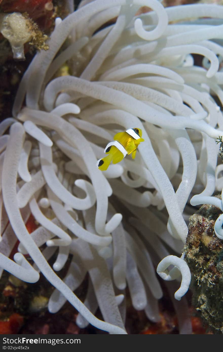 Juvenile clownfish with its anemone.