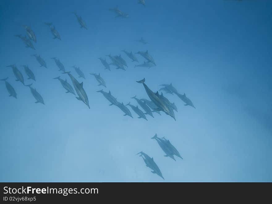 Schooling wild Spinner dolphins (Stenella longirostris). Sataya, Southern Red Sea, Egypt. Schooling wild Spinner dolphins (Stenella longirostris). Sataya, Southern Red Sea, Egypt.