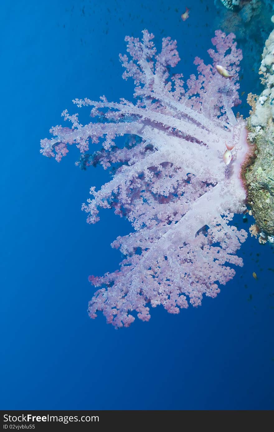 Vibrant lilac soft coral on tropical coral reef.