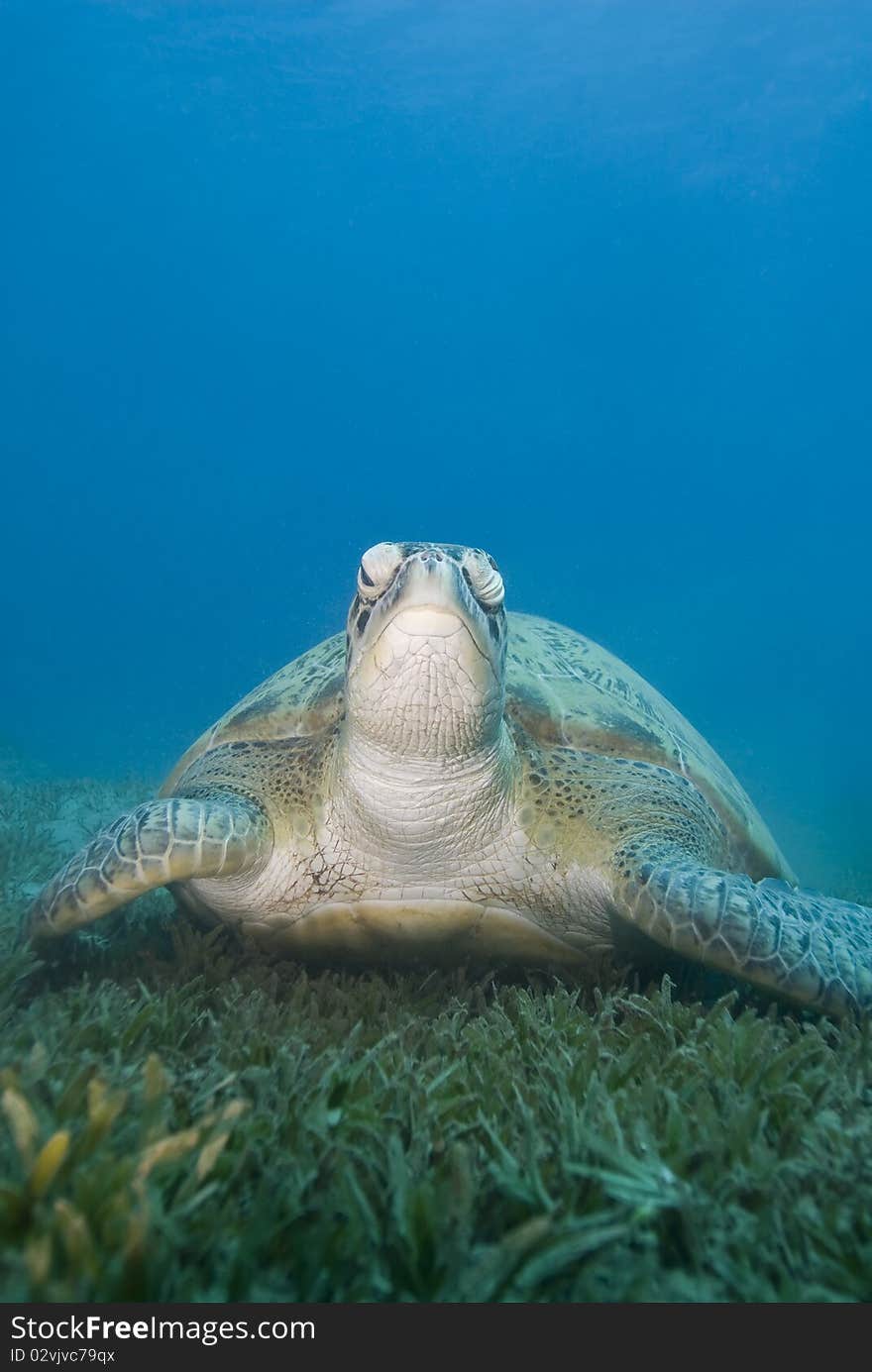 Adult Female Green Turtle On Seagrass, Front View.