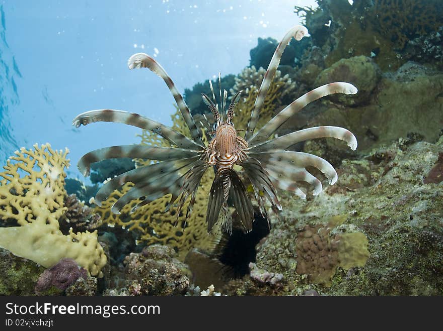 Common Lionfish showing-off its ornate fins.