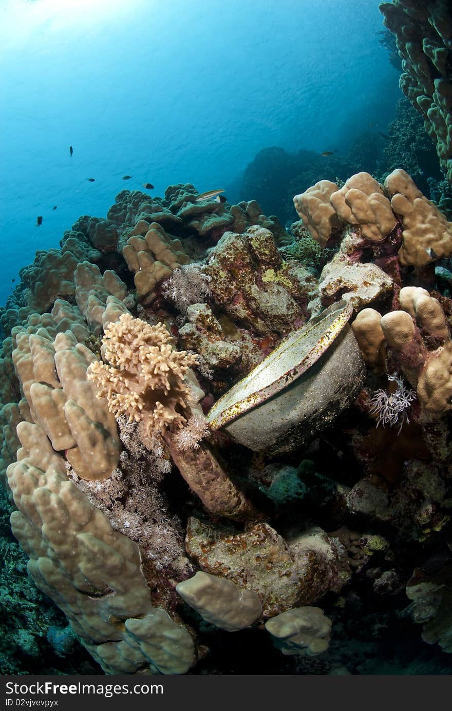 Metal bowl left underwater, resting on a reef.