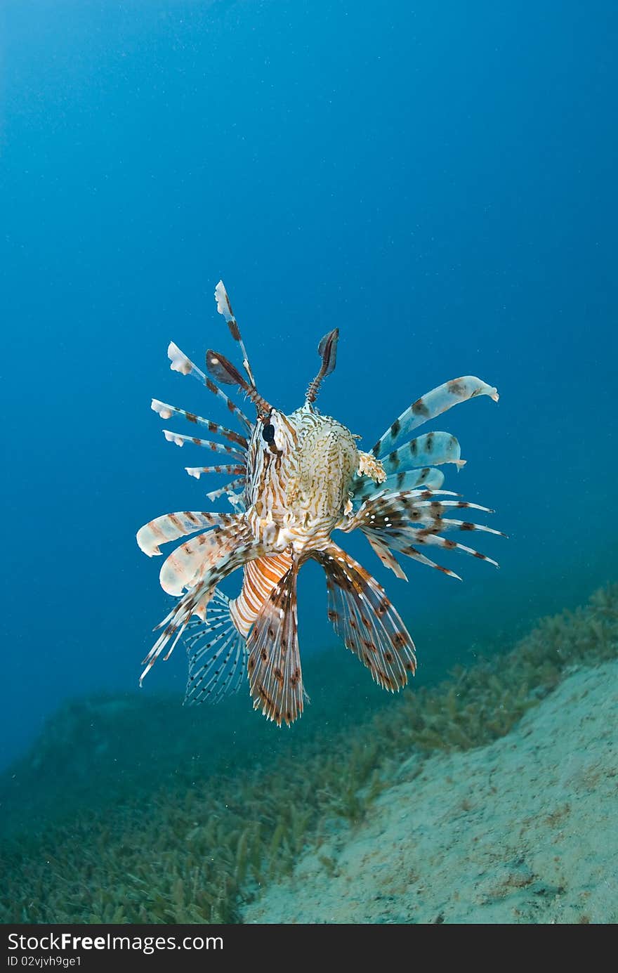 Common Lionfish Hovering Close To The Seabed.