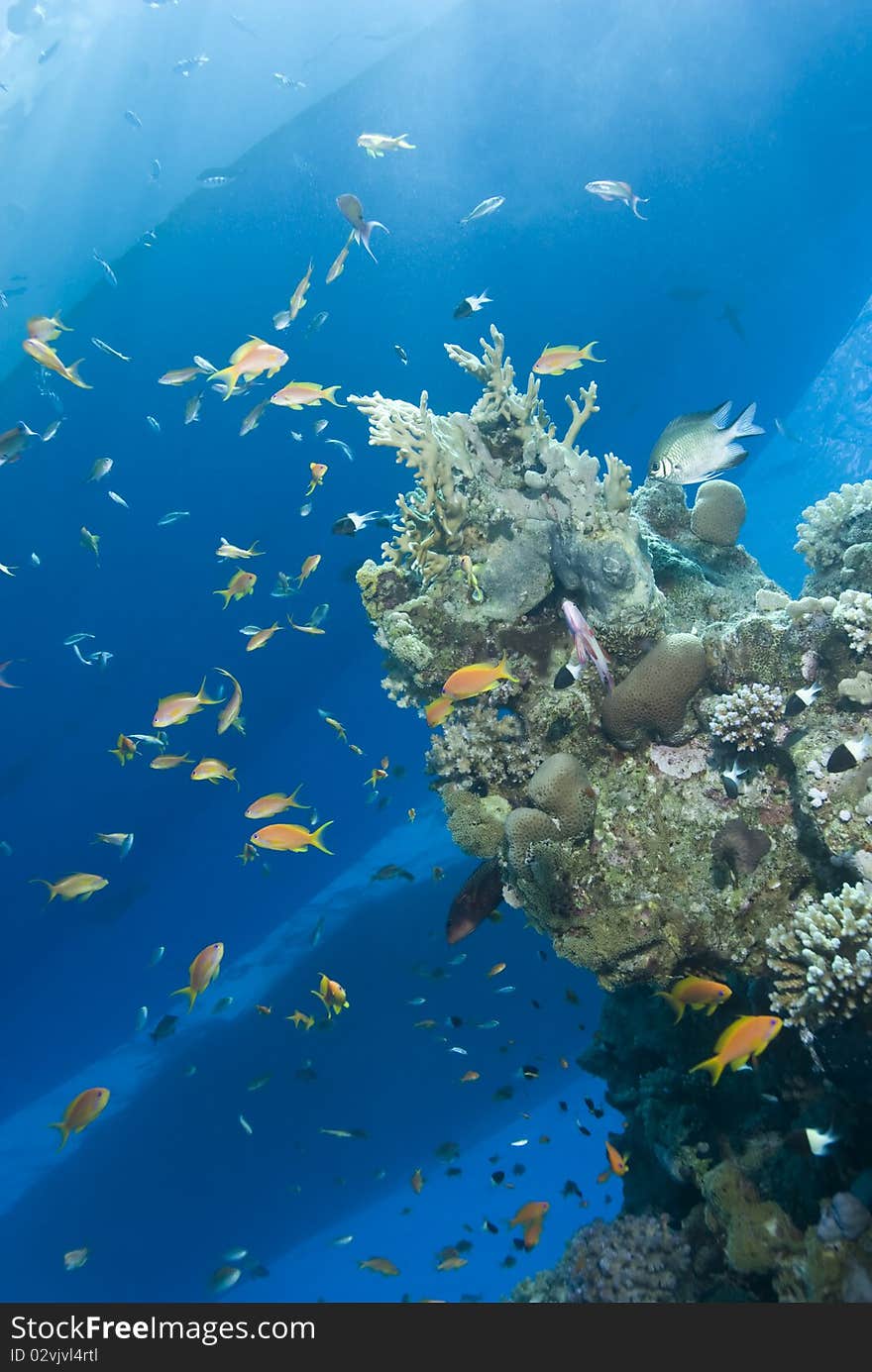 Underwater view of boat sihouettes, coral reef.