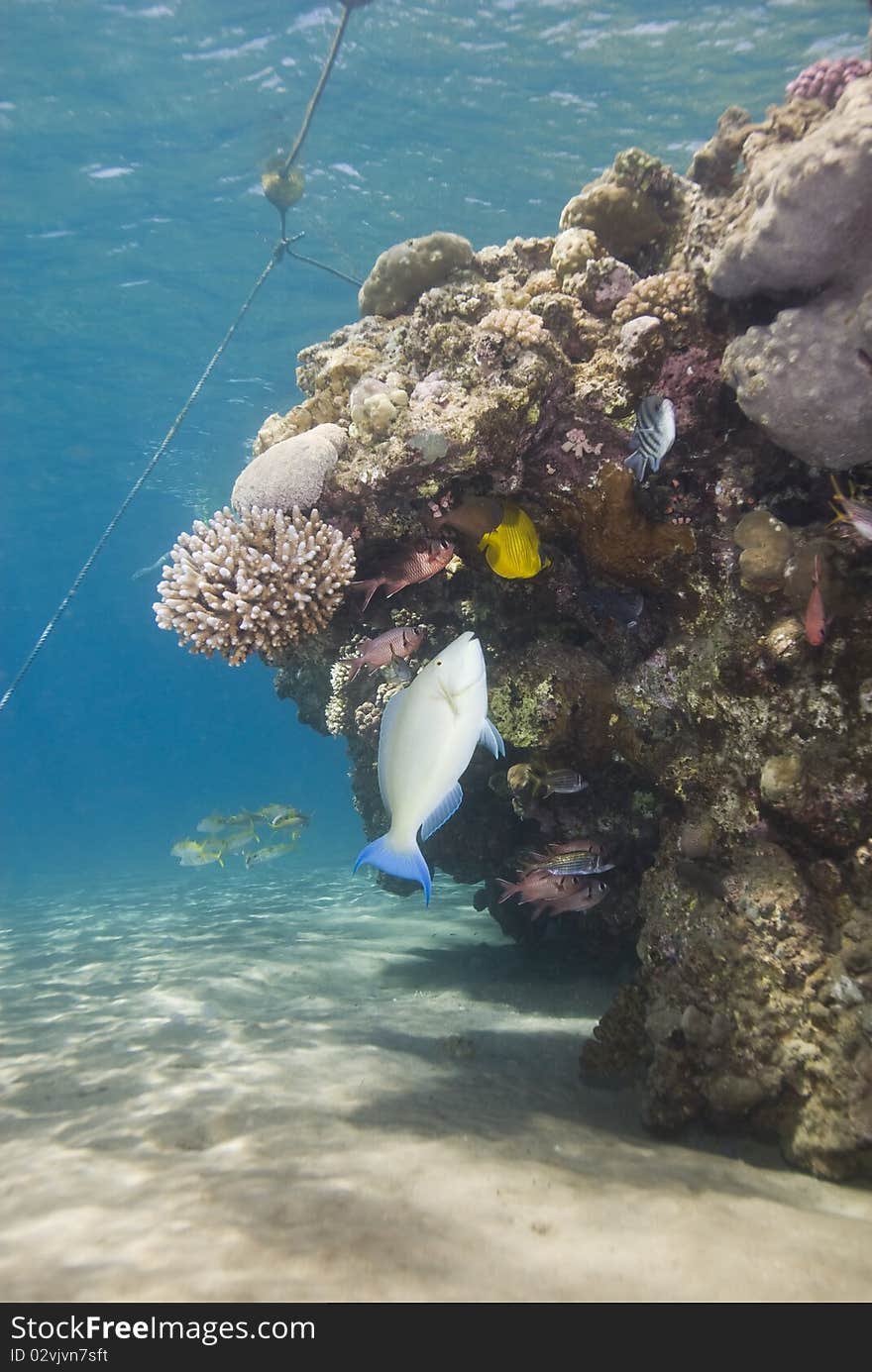 A variety of tropical fish in shallow water.