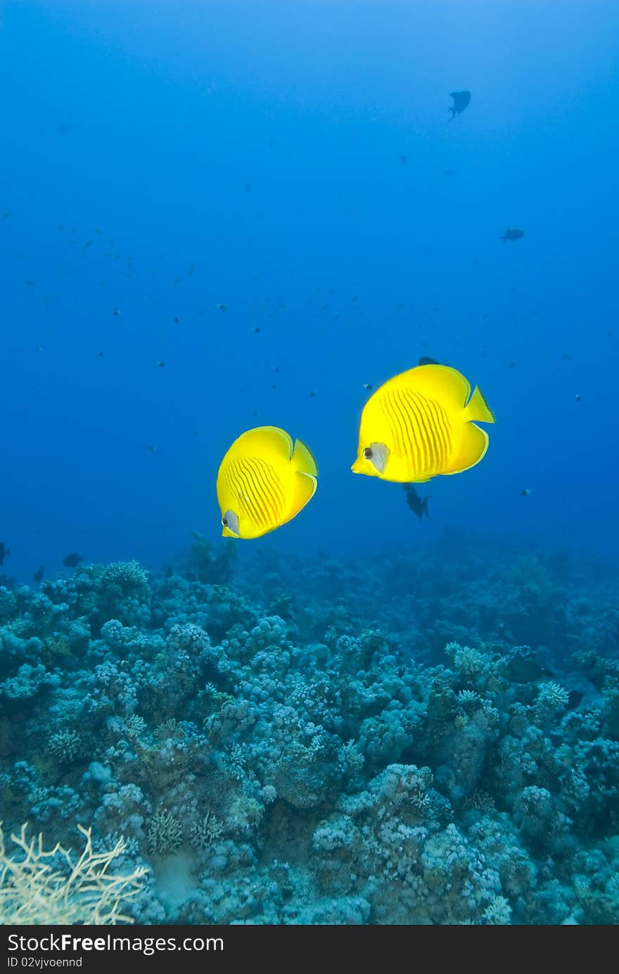 A couple of masked Butterflyfish (Chaetodon semilarvatus) against a blue background. Ras Katy, Sharm el Sheikh, Red Sea, Egypt. A couple of masked Butterflyfish (Chaetodon semilarvatus) against a blue background. Ras Katy, Sharm el Sheikh, Red Sea, Egypt.