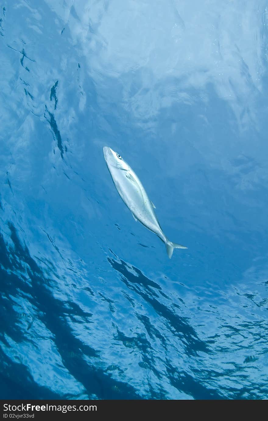 Yellow-dotted trevally in shallow water.