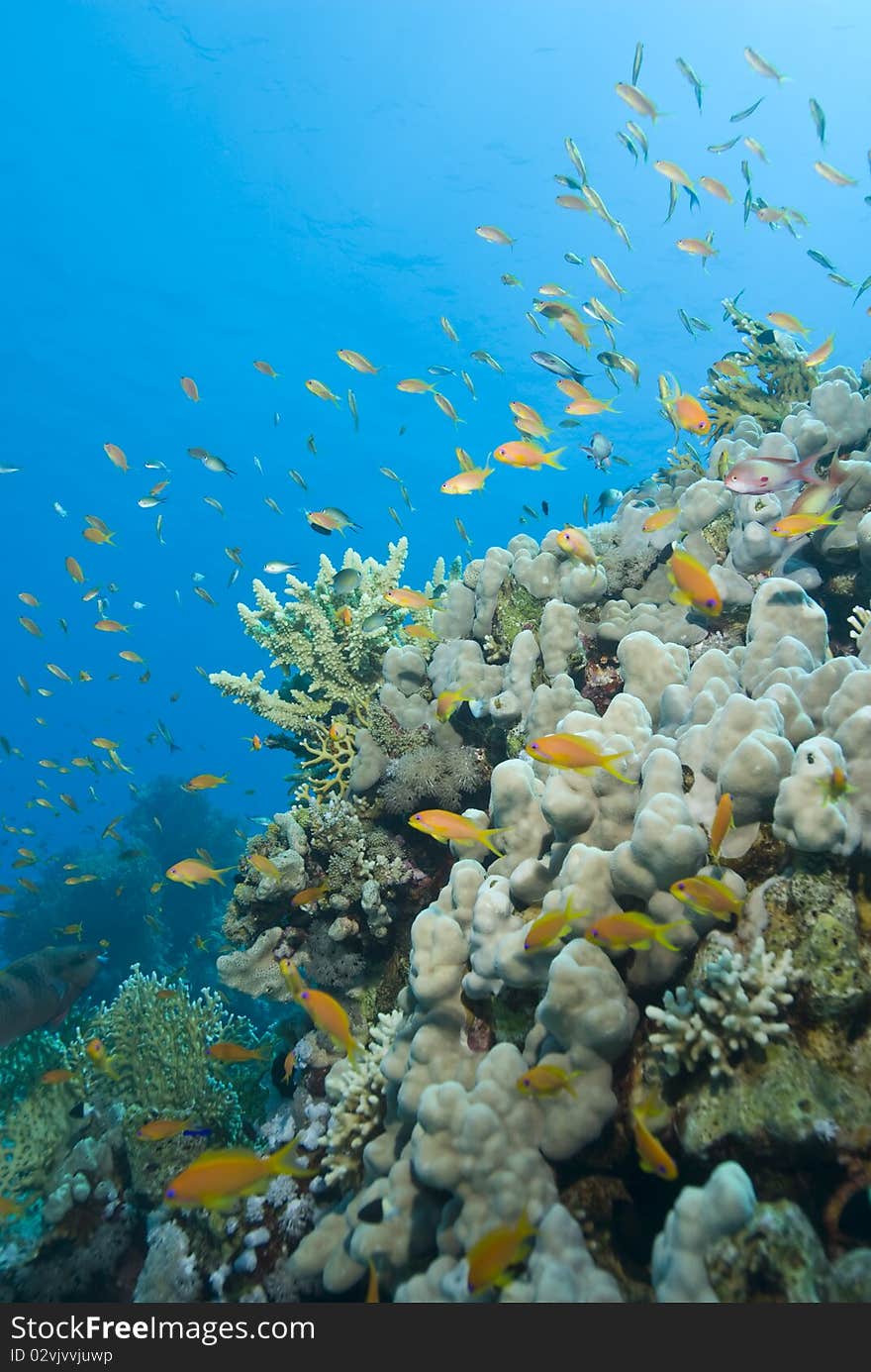 A colorful and vibrant tropical coral reef scene.