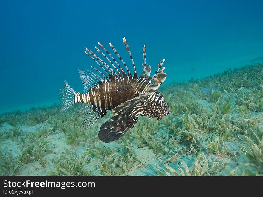 Common lionfish hovering close to the seabed.