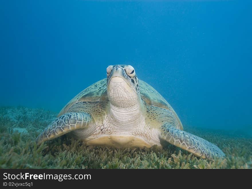 Adult female Green turtle on seagrass, front view.