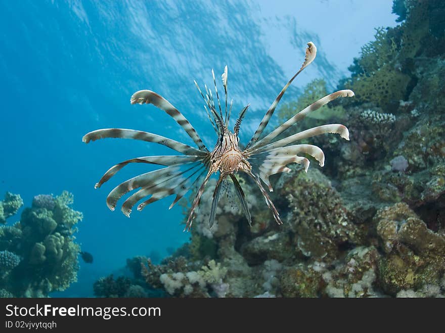 Common Lionfish (Pterois miles) showing-off its ornate fins against a blue background. Ras Katy, Sharm el Sheikh, Red Sea, Egypt. Common Lionfish (Pterois miles) showing-off its ornate fins against a blue background. Ras Katy, Sharm el Sheikh, Red Sea, Egypt.