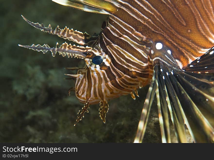 Close-up Of A Common Lionfish.