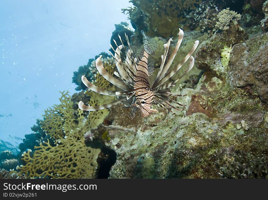 Common Lionfish on a tropical coral reef.