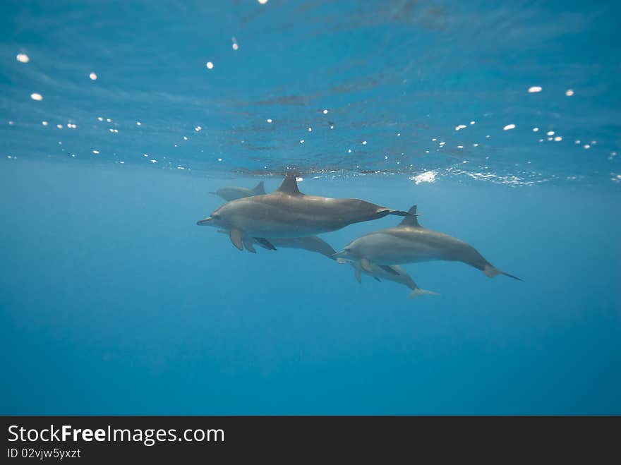 Swimming wild Spinner dolphins (Stenella longirostris). Sataya, Southern Red Sea, Egypt. Swimming wild Spinner dolphins (Stenella longirostris). Sataya, Southern Red Sea, Egypt.