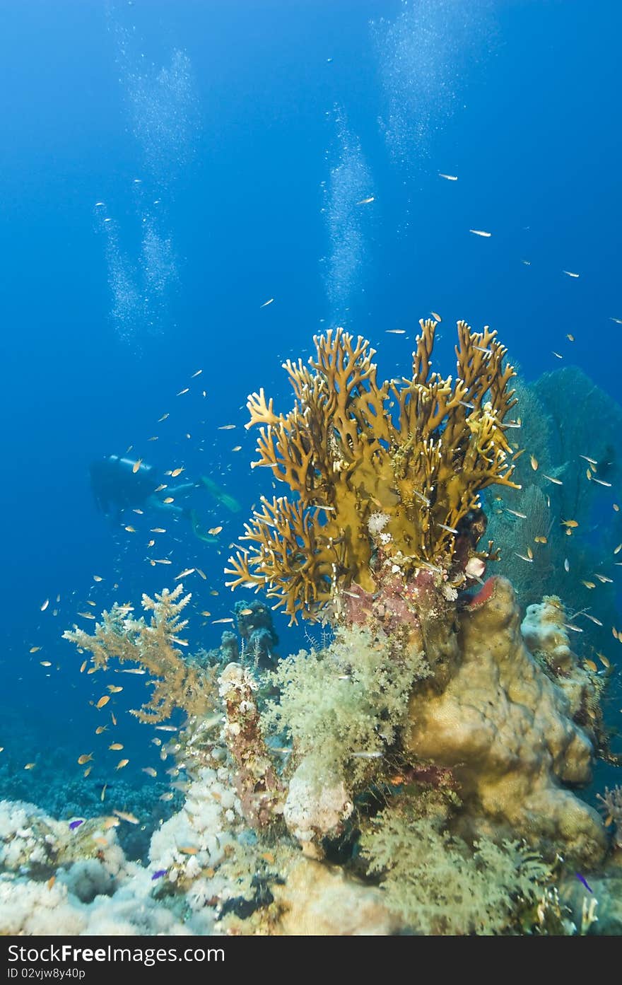 A colorful and vibrant tropical coral reef scene with Net fire coral (Millepora dichotoma) and scuba diver in the background. Temple, Sharm el Sheikh, Red Sea, Egypt. A colorful and vibrant tropical coral reef scene with Net fire coral (Millepora dichotoma) and scuba diver in the background. Temple, Sharm el Sheikh, Red Sea, Egypt.