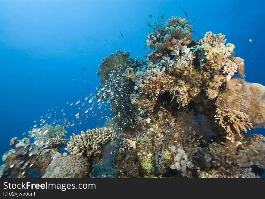 Tropical coral reef with small school of Glassfish