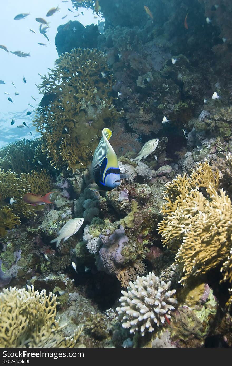 Tropical Emperor angelfish (Pomacanthus imperator). Temple, Sharm el Sheikh, Red Sea, Egypt. Tropical Emperor angelfish (Pomacanthus imperator). Temple, Sharm el Sheikh, Red Sea, Egypt.