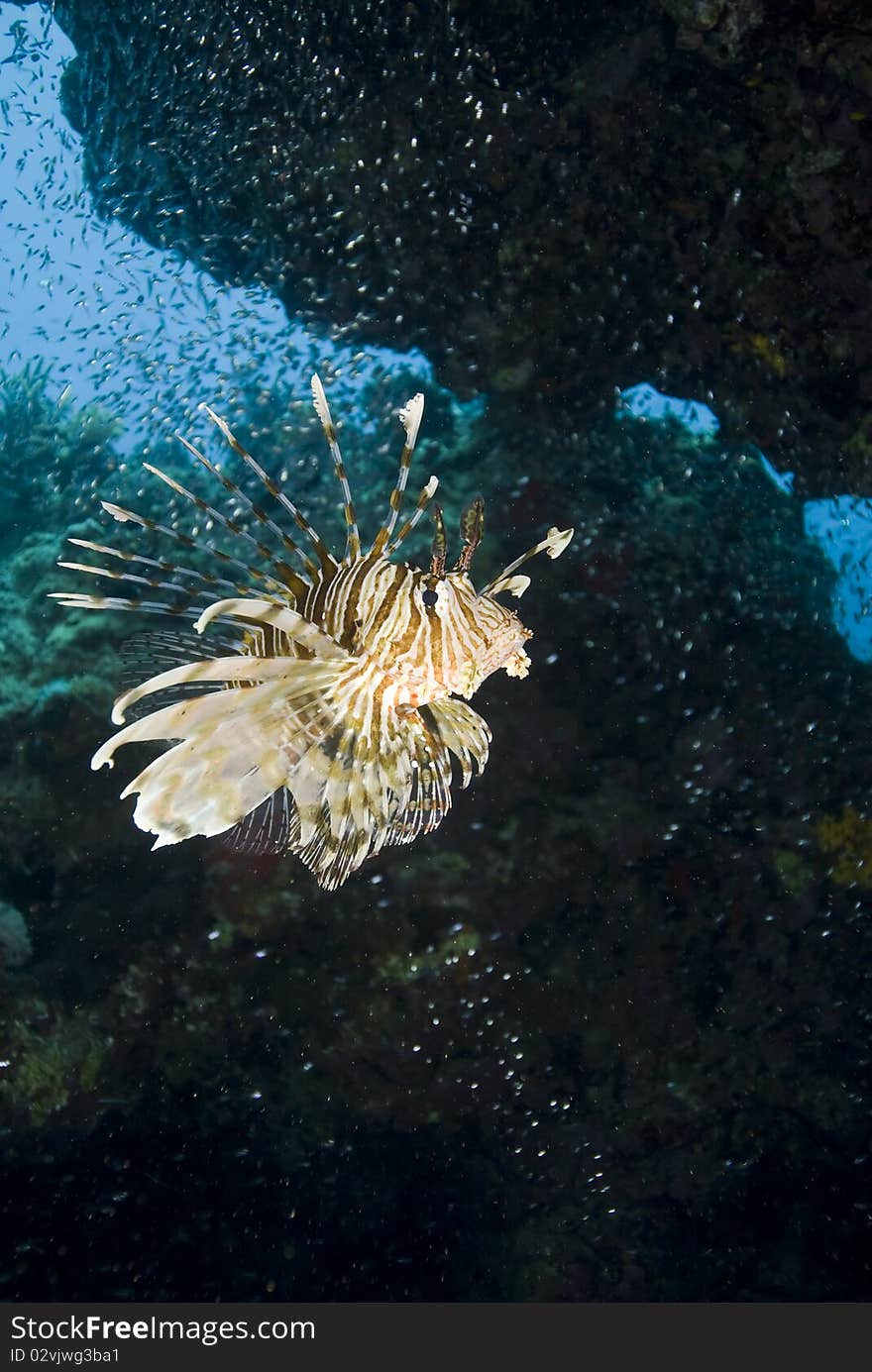 Tropical Common lionfish.