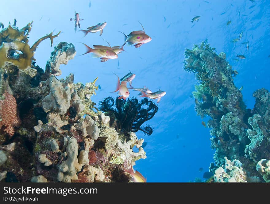 Low angle view of small group of male Lyretail anthias (Pseudanthias squamipinnis) on a tropical coral reef, sunrays in the background. Temple, Sharm el Sheikh, Red Sea, Egypt. Low angle view of small group of male Lyretail anthias (Pseudanthias squamipinnis) on a tropical coral reef, sunrays in the background. Temple, Sharm el Sheikh, Red Sea, Egypt.