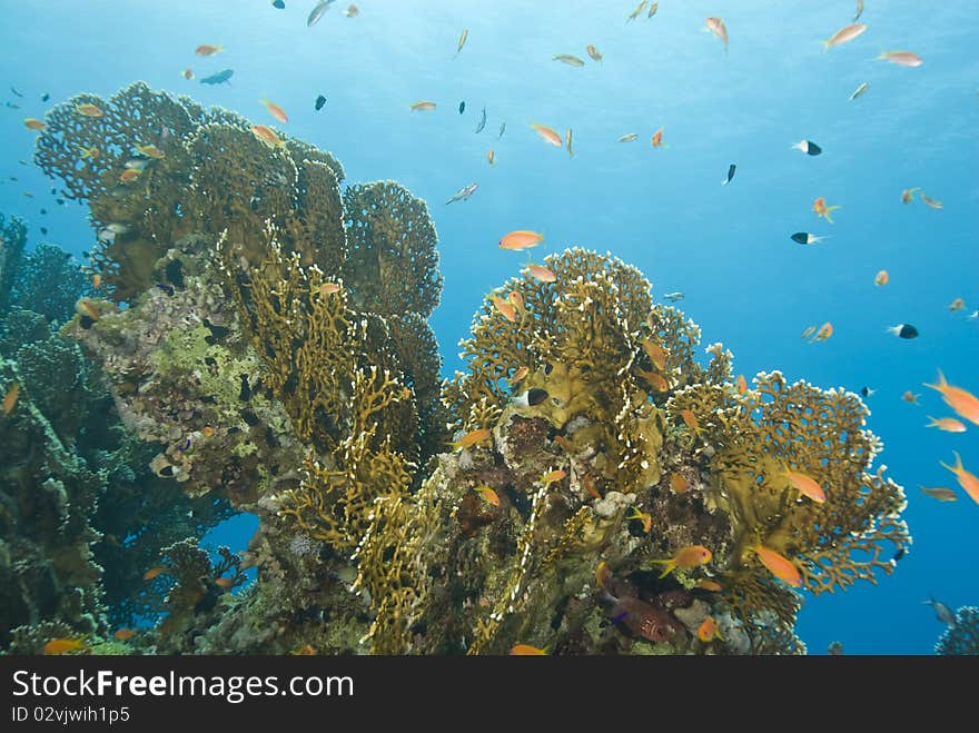 A colorful and vibrant tropical coral reef scene with Net fire coral (Millepora dichotoma). Ras Katy, Sharm el Sheikh, Red Sea, Egypt. A colorful and vibrant tropical coral reef scene with Net fire coral (Millepora dichotoma). Ras Katy, Sharm el Sheikh, Red Sea, Egypt.