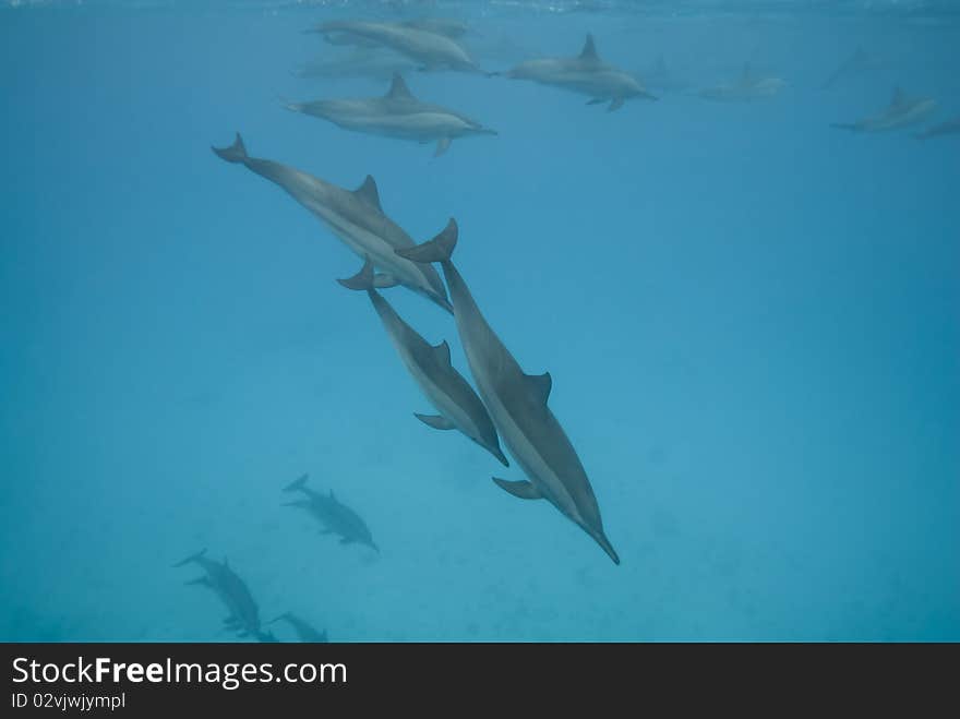 Swimming Wild Spinner Dolphins.